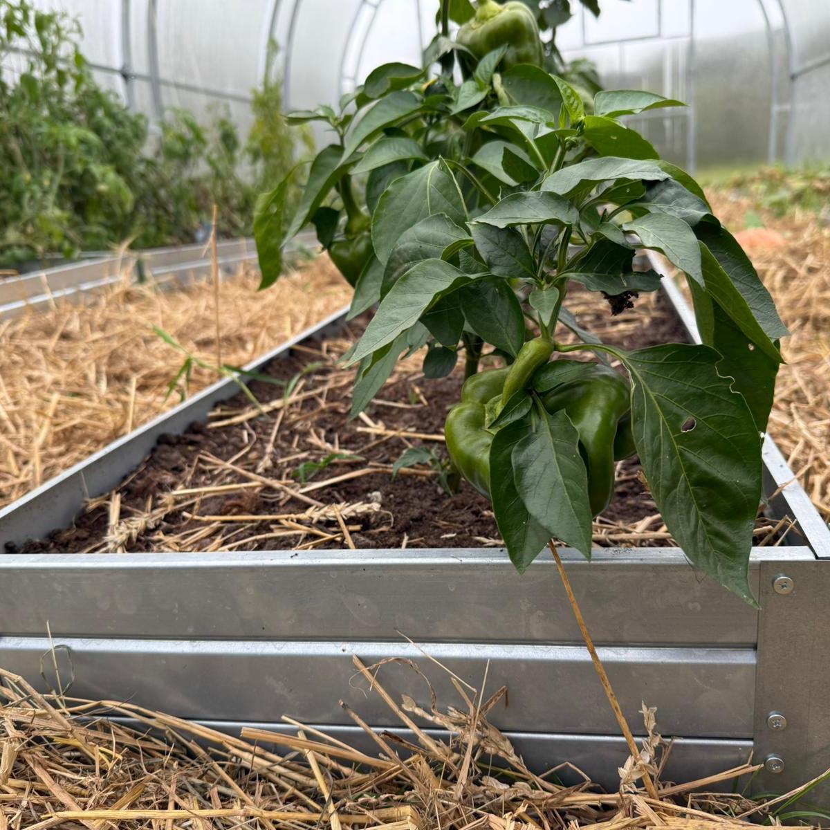 Raised Gardening Bed Kit