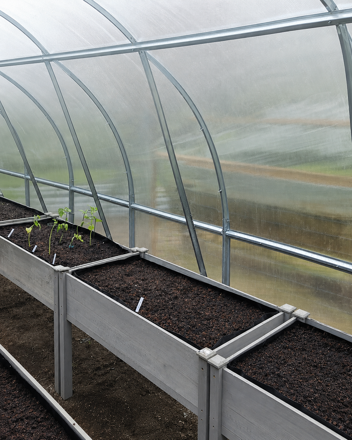 Three polycarbonate greenhouses side by side: World's Most Popular, Arrow, and Classic Arch - comparison of sizes and shapes for backyard growers