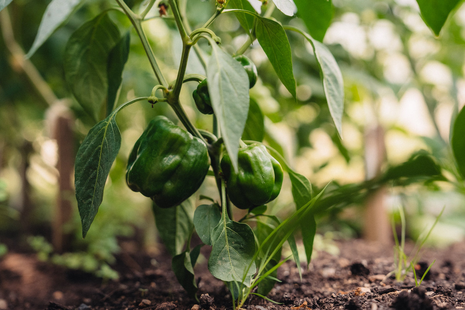 5 Pesticide-Heavy Plants You Should Grow in Your Greenhouse Instead
