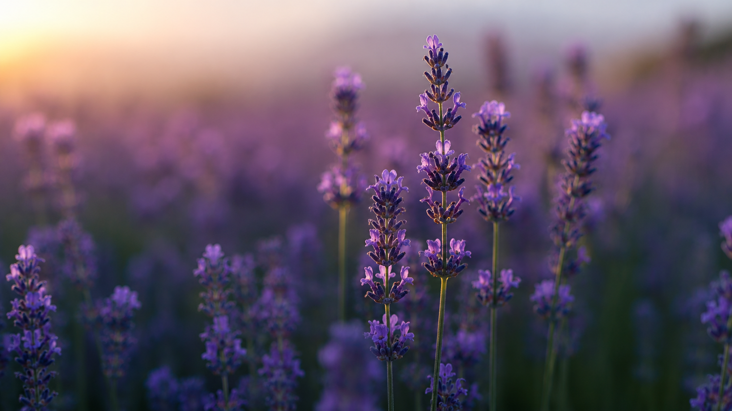 Growing Lavender in a Greenhouse: What Most Growers Get Wrong