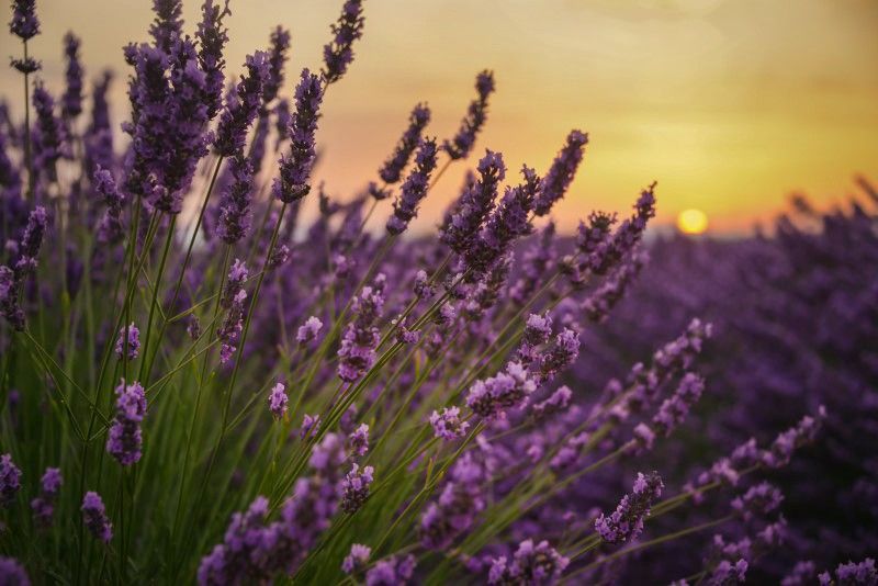 Growing Lavender in a Greenhouse: What Most Growers Get Wrong