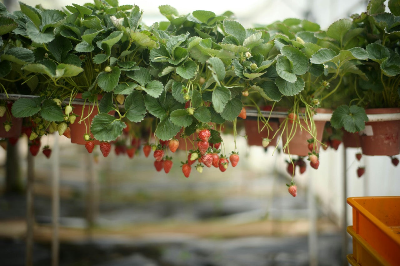 close-up photo of strawberries growing in a greenhouse