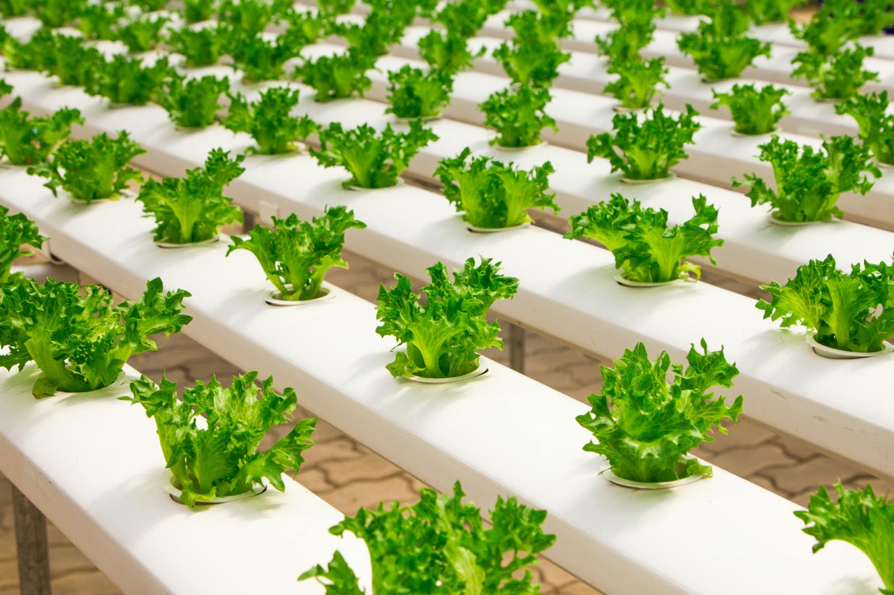 saldas growing with watering systems