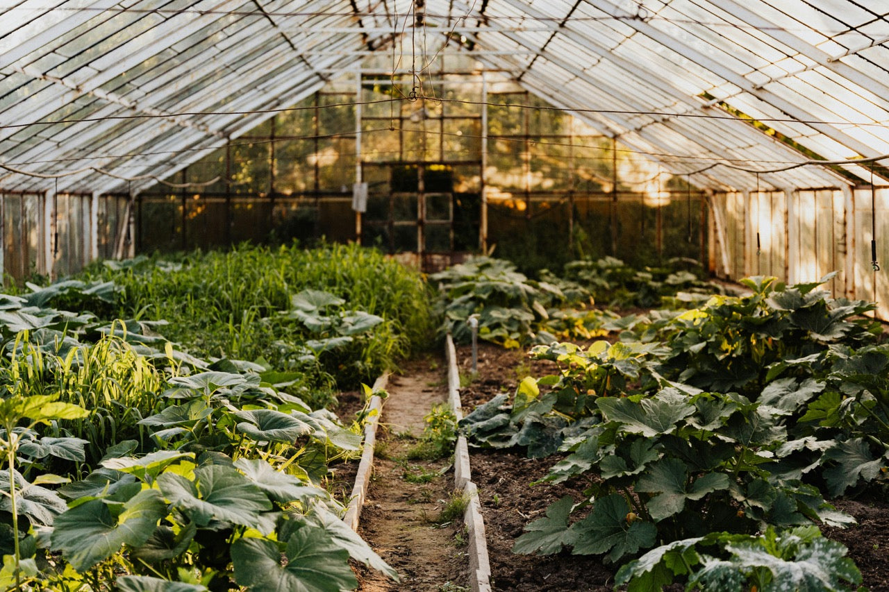 Plants inside a greenhouse