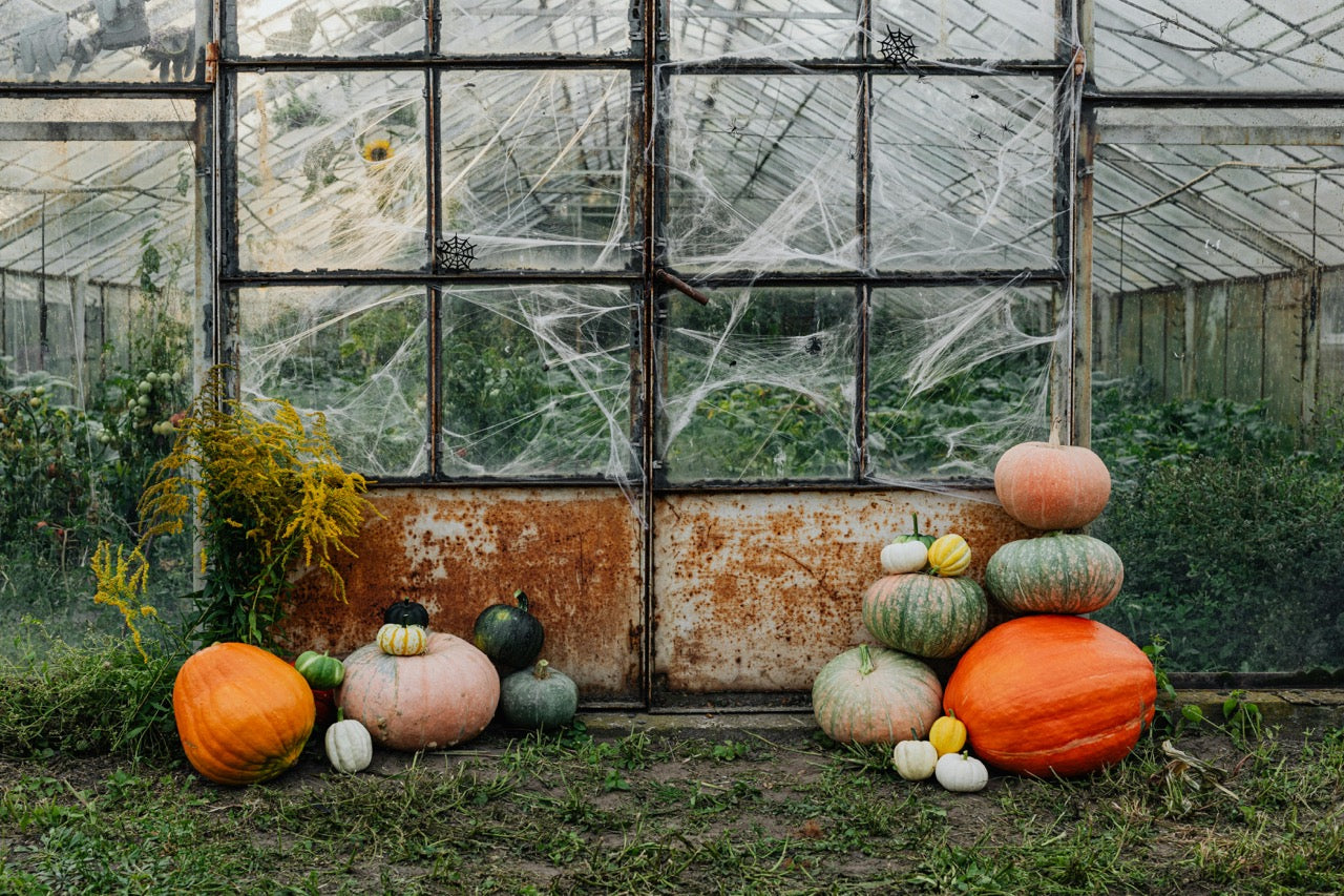 pumpkins and spider nets in a greenhouse