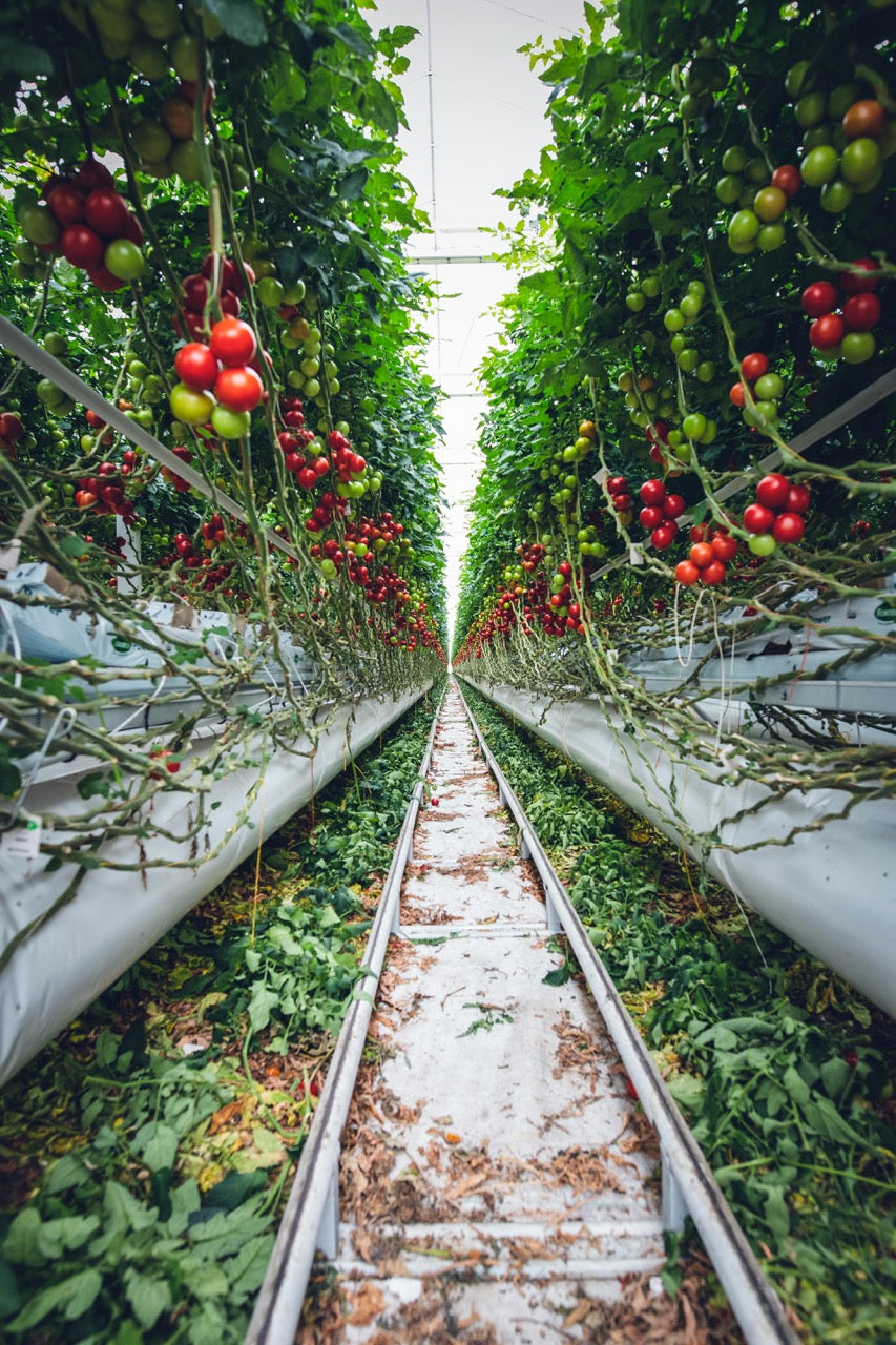 Commercial greenhouse with railway