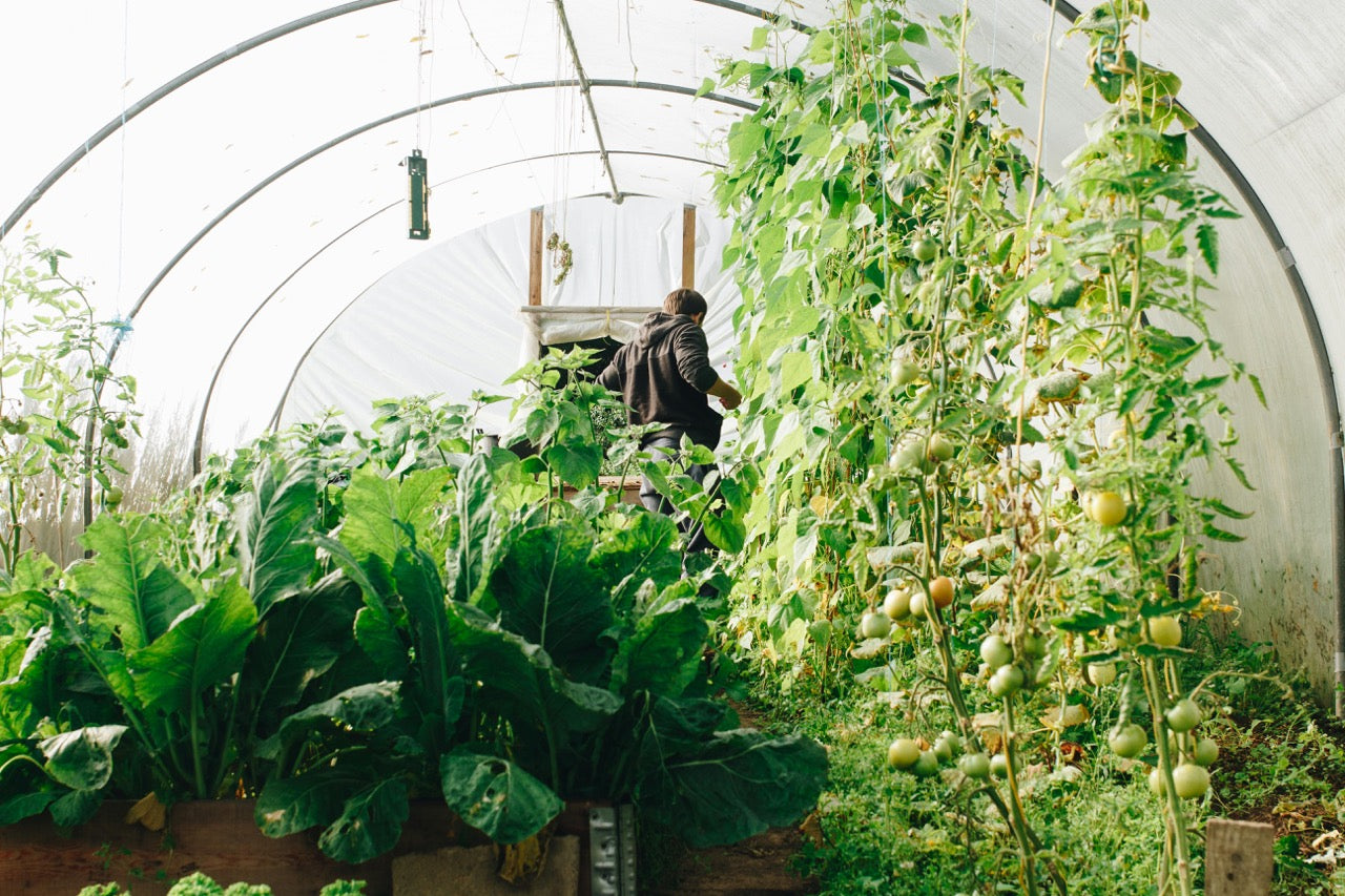 a man in the greenhouse full with greenery