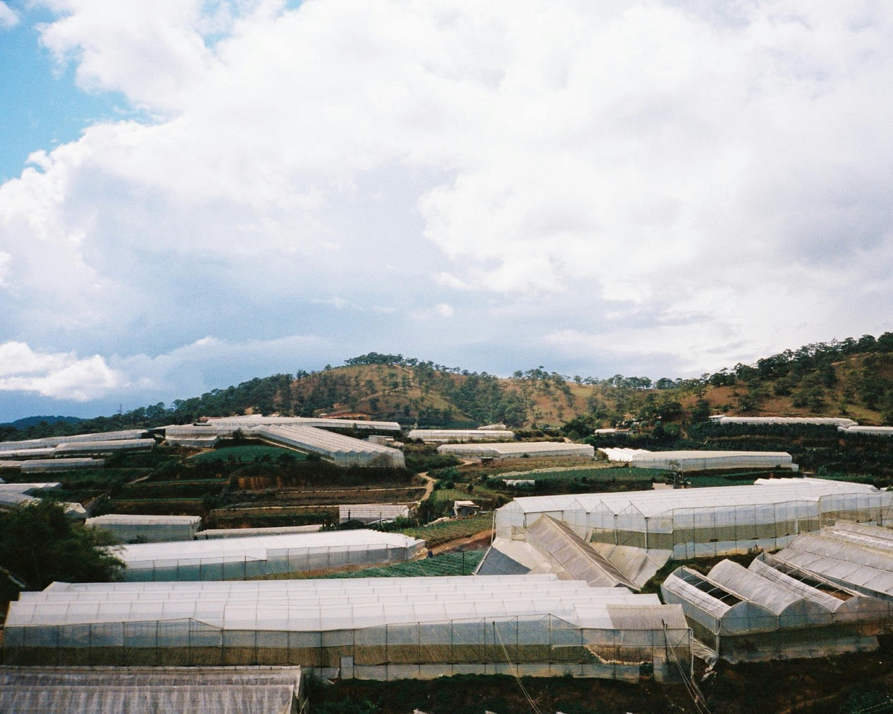 several greenhouse types near hillside