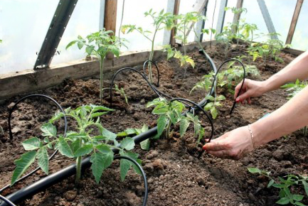 Drip Irrigation System - FREE GIFT