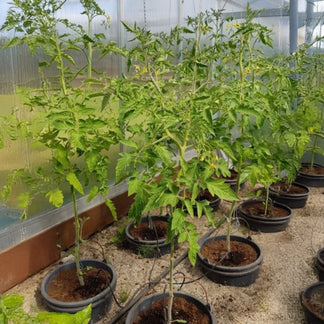 Drip Irrigation System