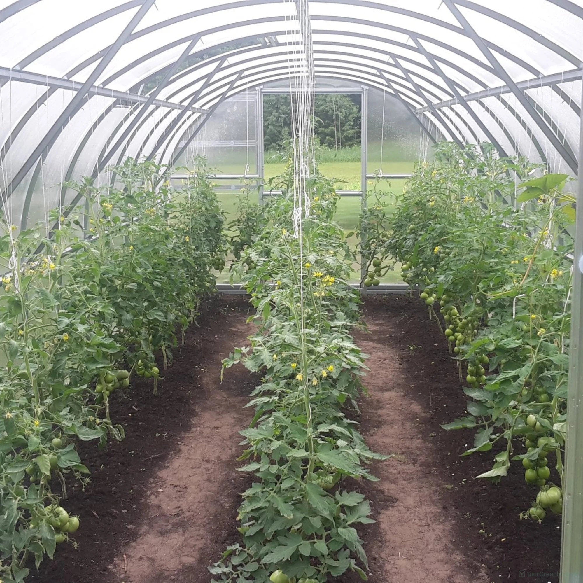 worlds most popular greenhouse with tomatos in 3 rows and window behind