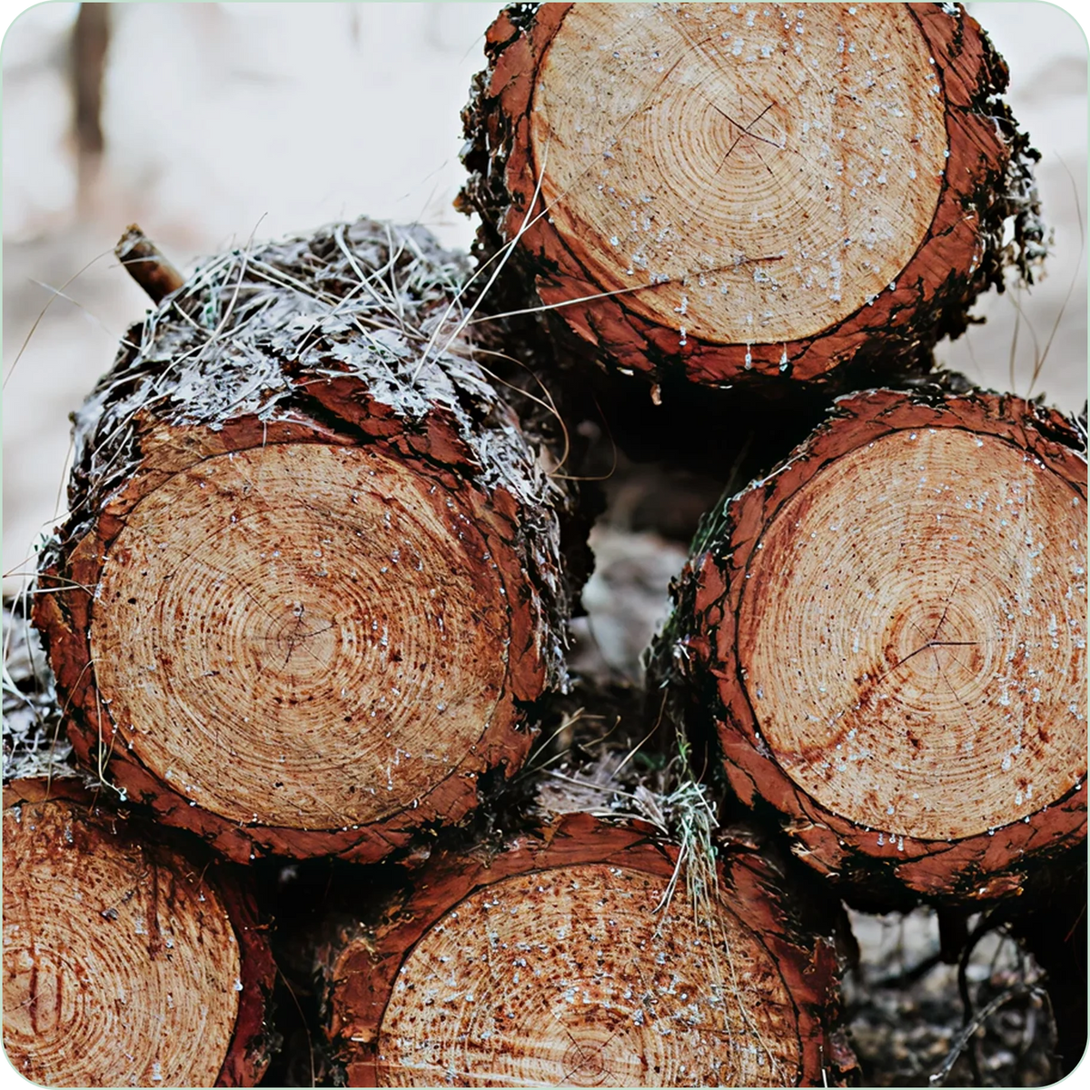 Cut Nordic spruce logs showing dense wood grain