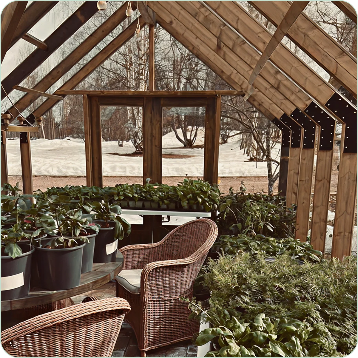 Interior of a Nordwood greenhouse with plants and wicker chairs