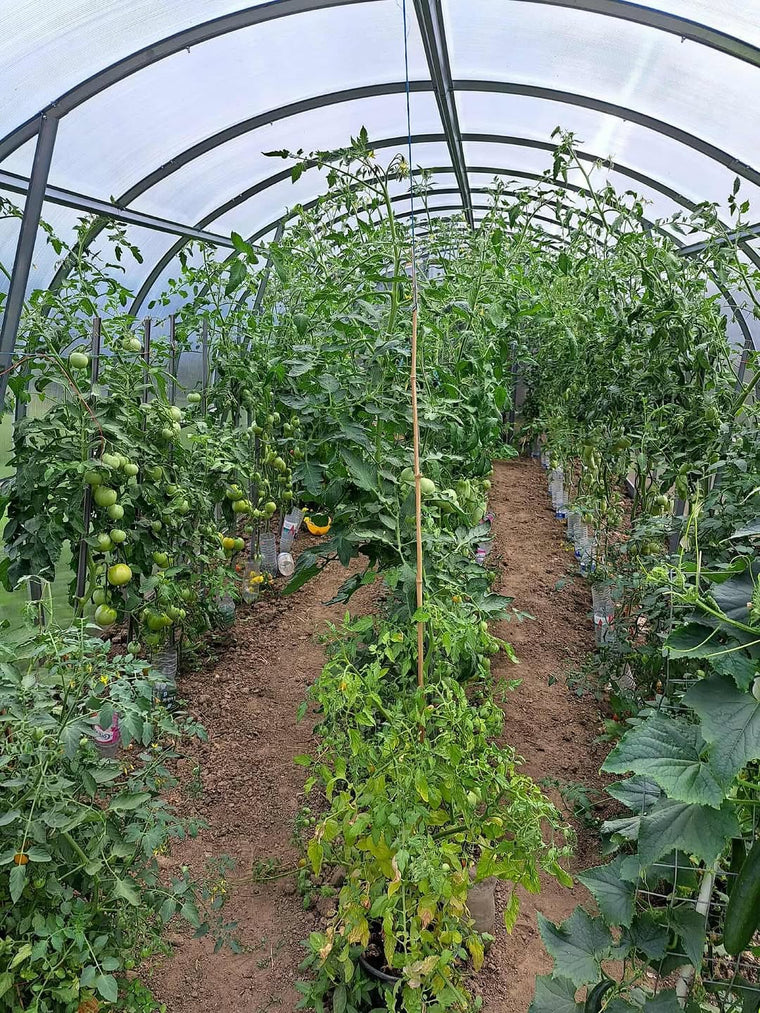 Barbara's greenhouse harvest.