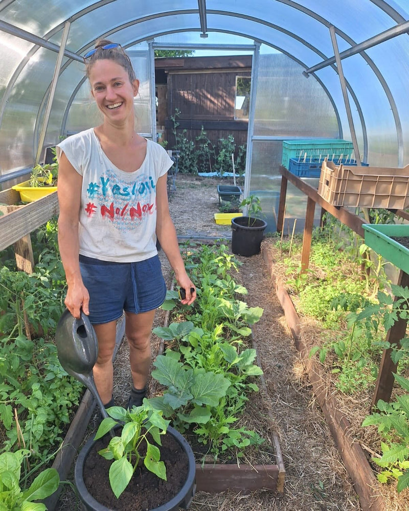 Inside a polytunnel greenhouse — rows of staked tomato and cucumber plants down two earth beds.