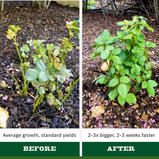 Copper Electroculture Antenna Set (4 pcs) – Boost Plant Growth and Vitality