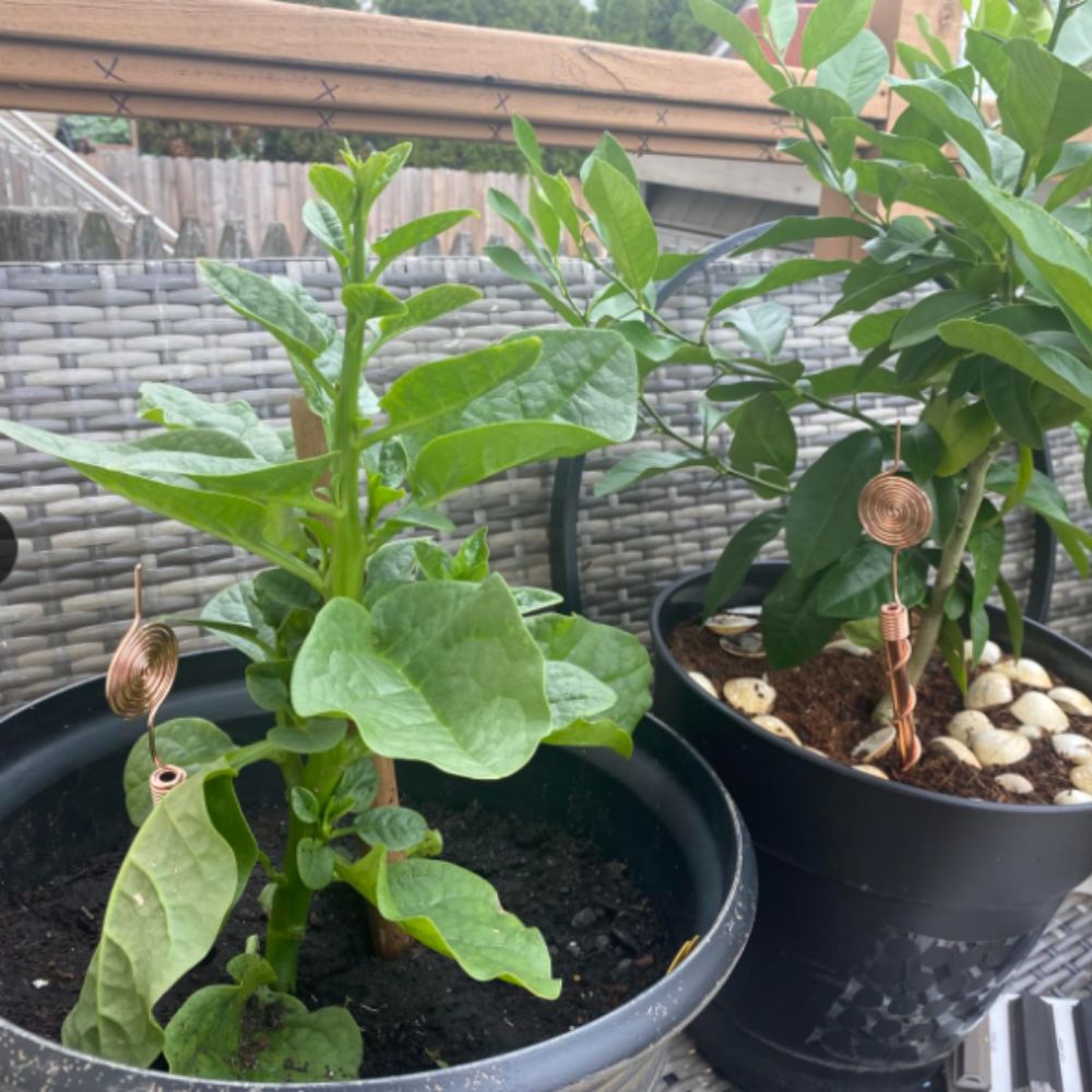 Copper Electroculture Antenna Set (4 pcs) – Boost Plant Growth and Vitality