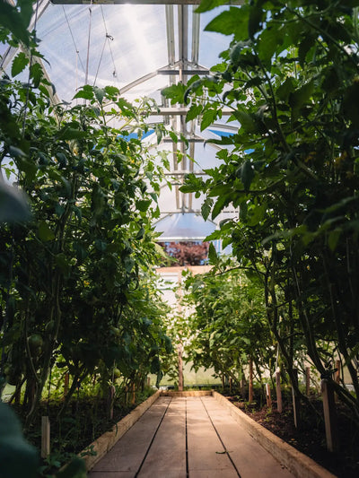 Customer greenhouse photo