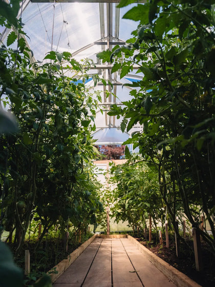 Customer greenhouse photo