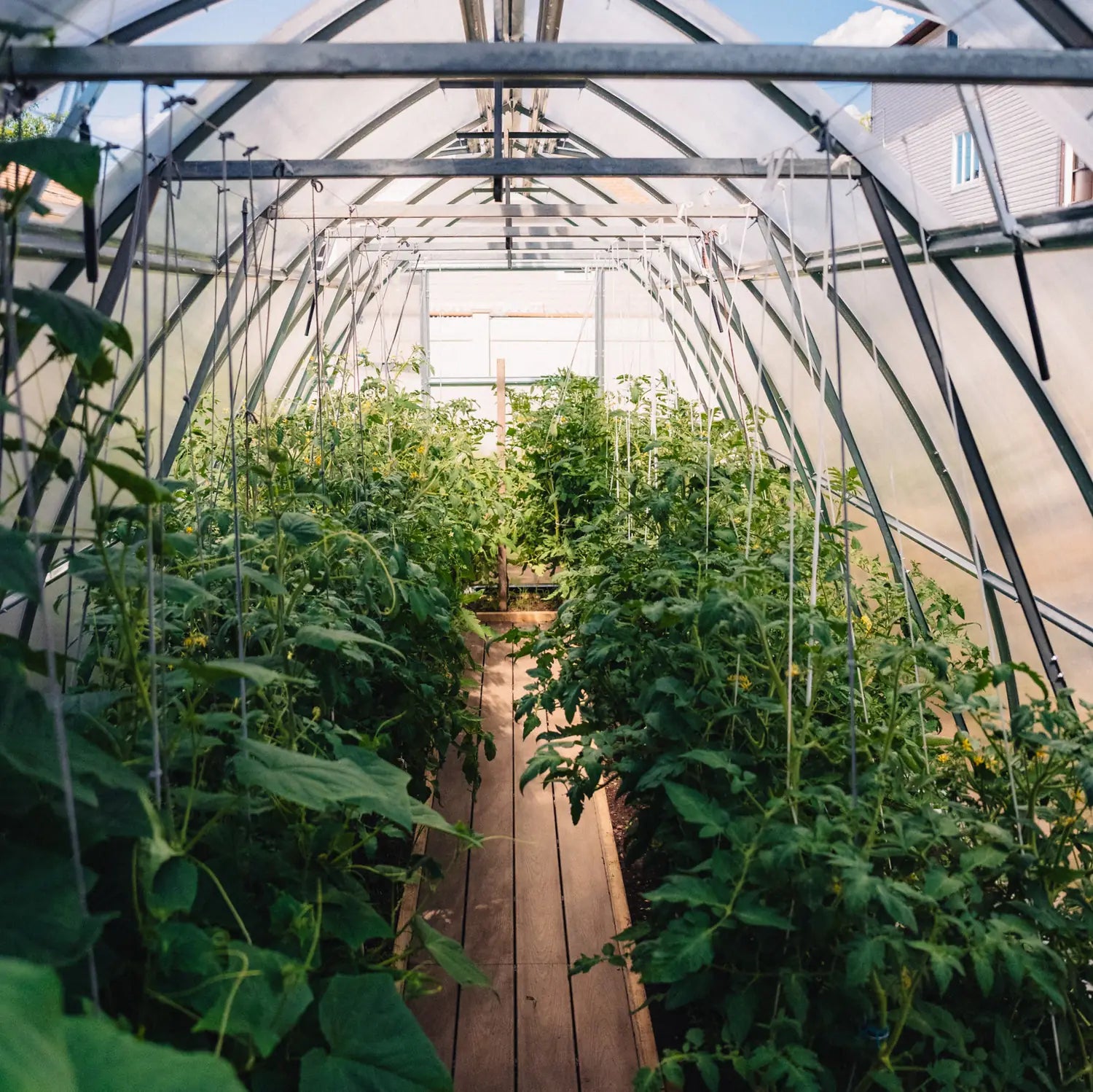 Classic Arch Greenhouse