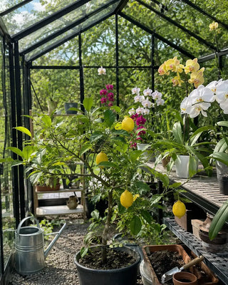 Sherri G. greenhouse photo