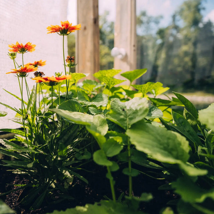A year-round growing room
