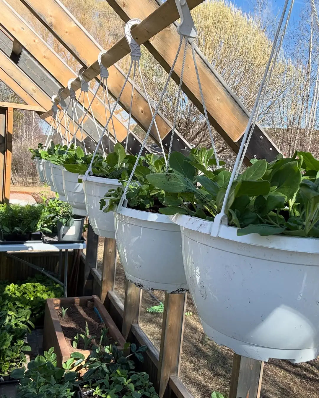 Customer's Nordwood greenhouse in their backyard