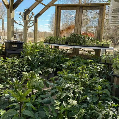 Customer greenhouse photo
