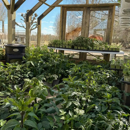 Customer greenhouse photo