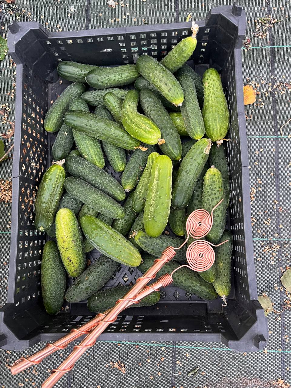 Copper Electroculture Antenna Set (4 pcs) – Boost Plant Growth and Vitality