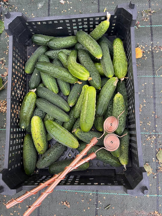 Copper Electroculture Antenna Set (4 pcs) – Boost Plant Growth and Vitality