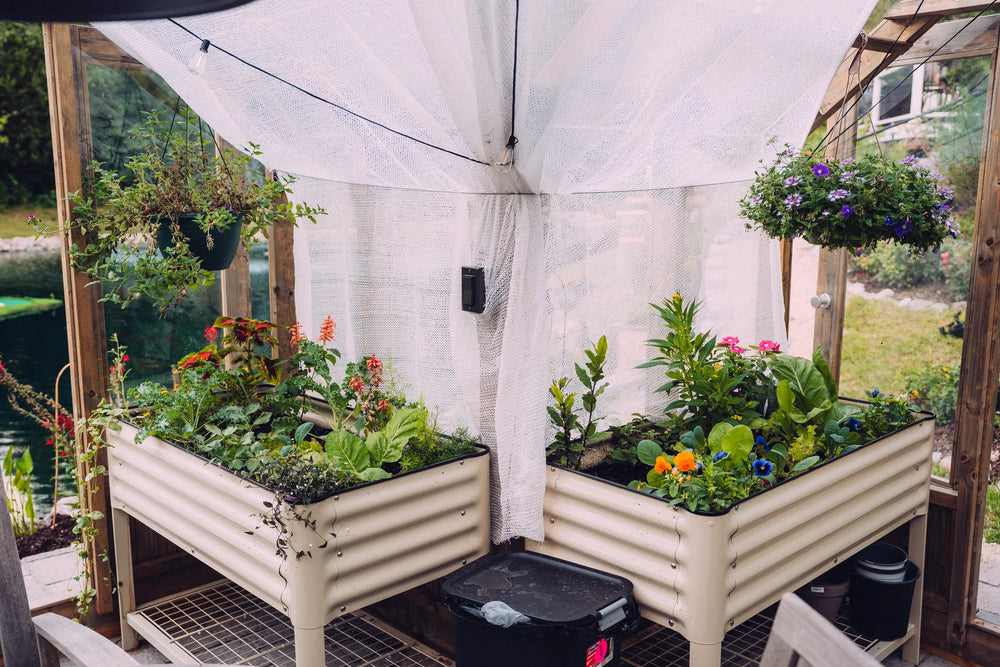 Raised vegetable beds