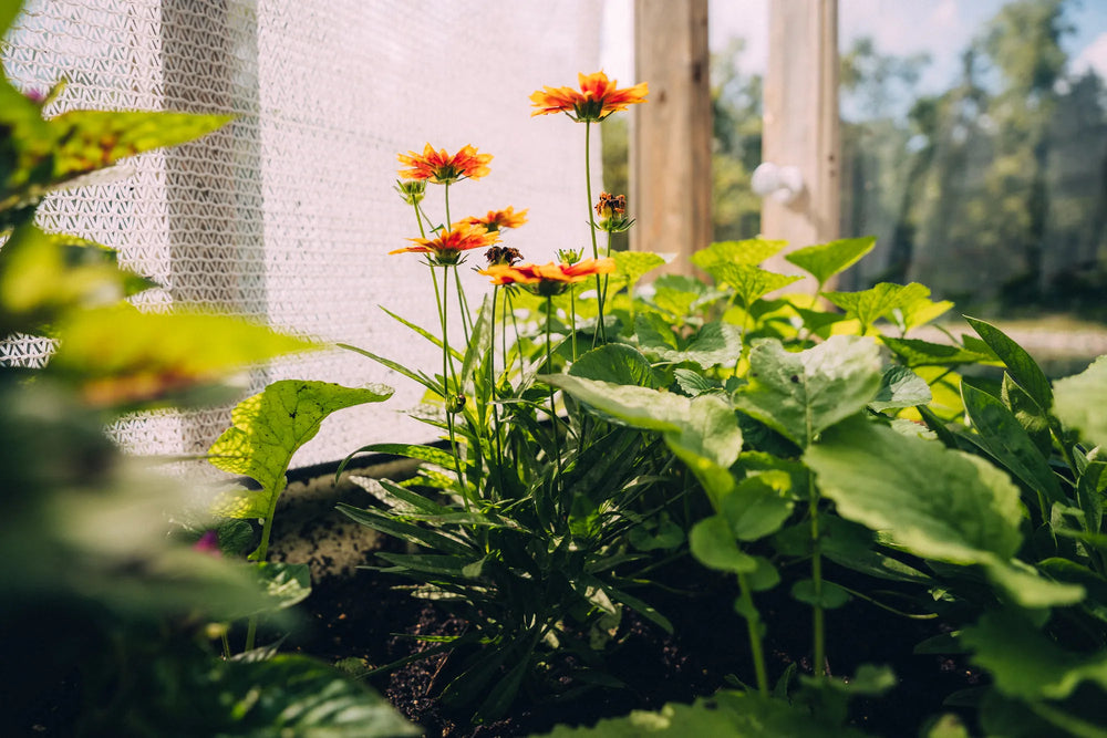 Flowers under glass