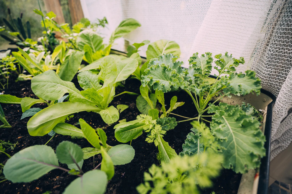 Vegetables and flowers growing inside