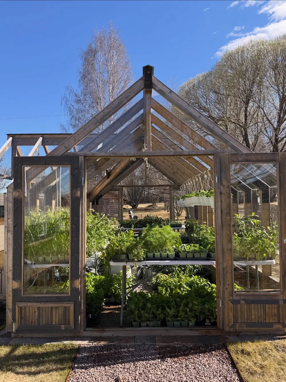 Planted rows inside a wooden greenhouse on a clear day