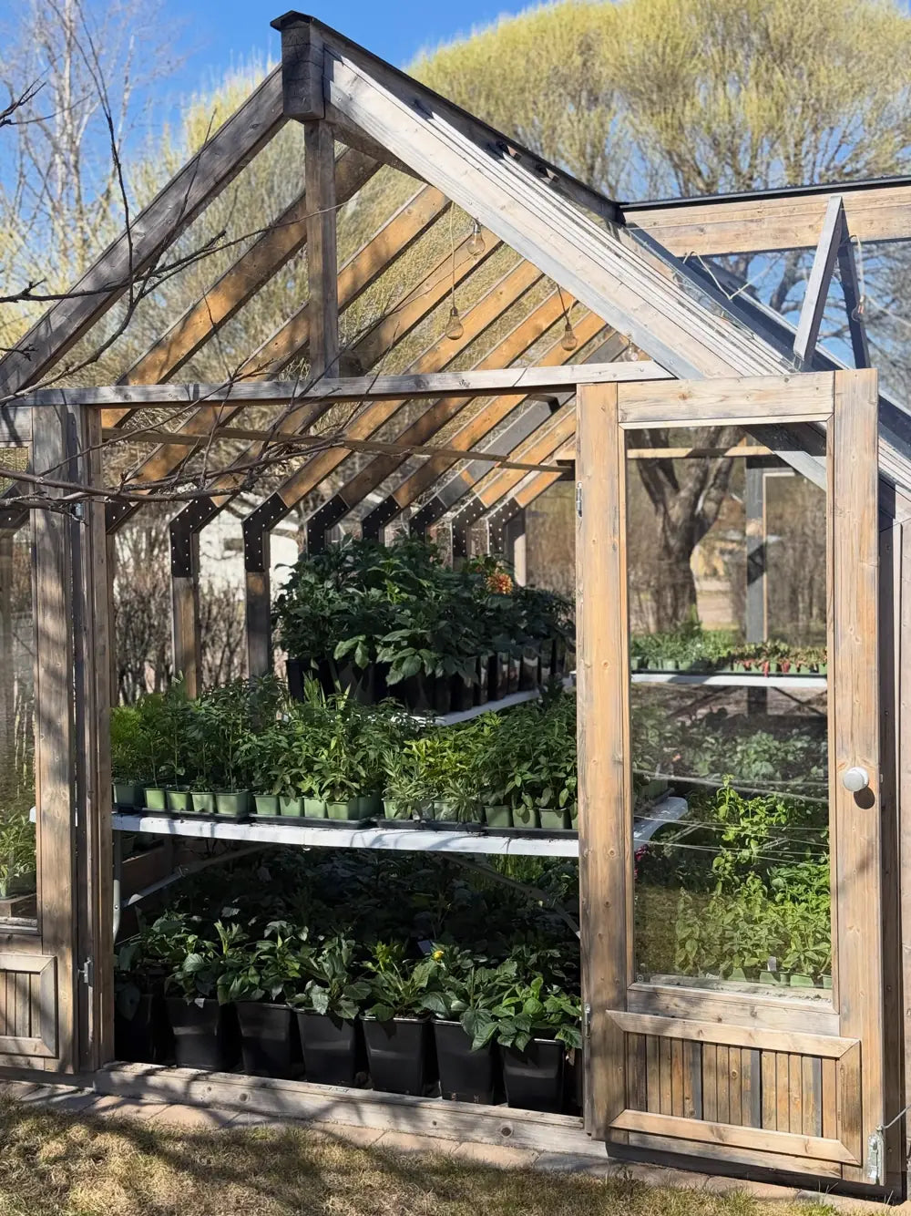 Potted plants on the shelving inside a greenhouse