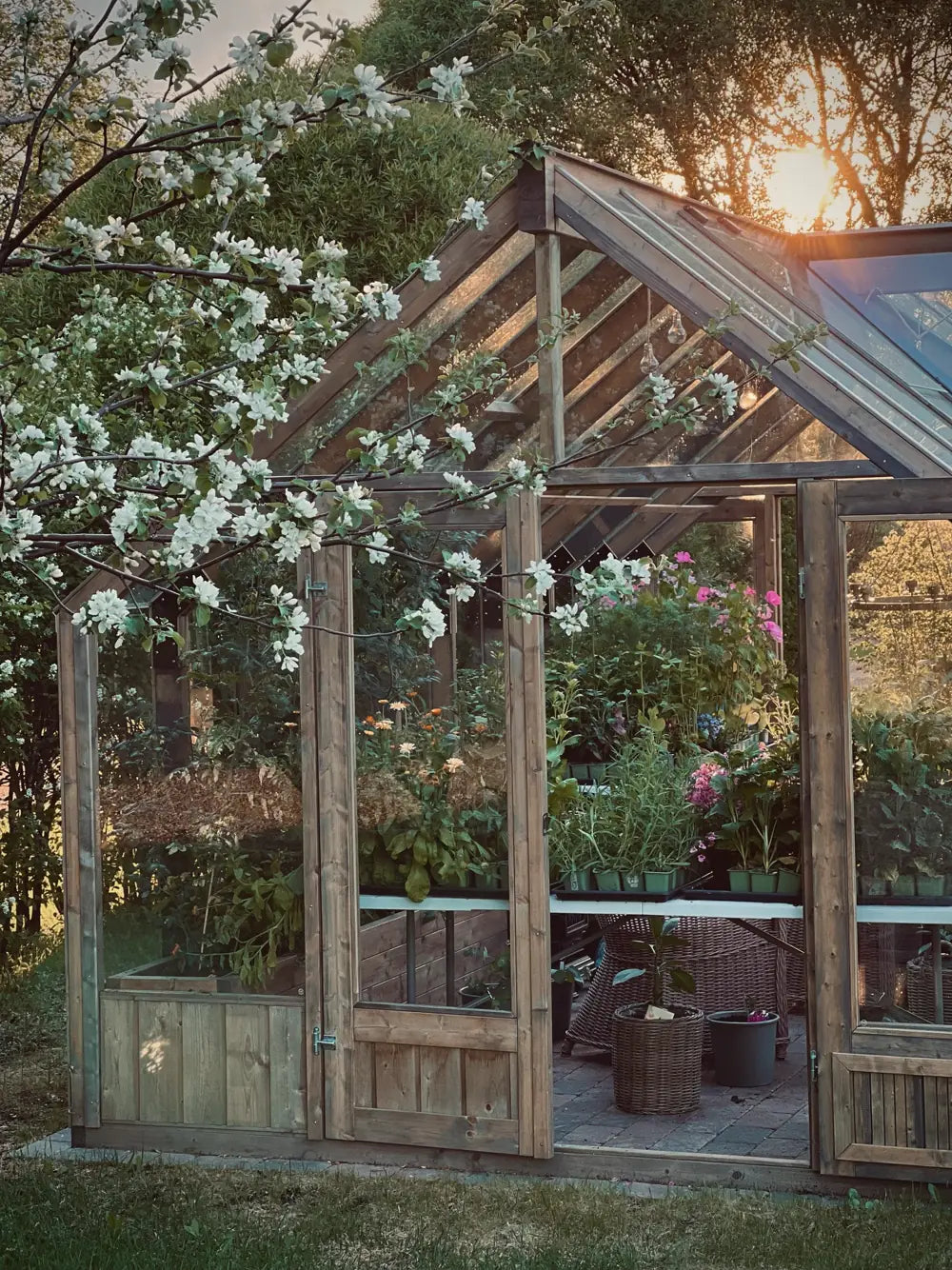 Greenhouse framed by blossom in spring sunlight